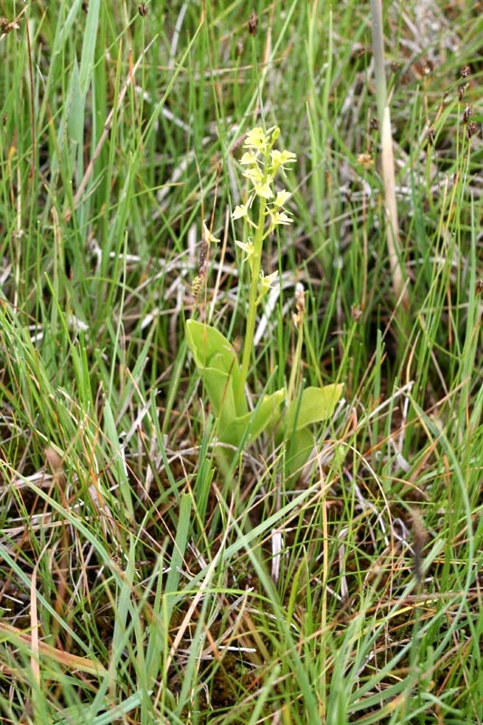 Orchidaceae Orchis